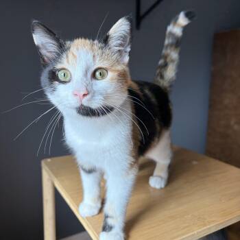 GOLDIE -  Calico Cat for Adoption in Shakespeare, Ontario - GOLDIE | PetCurious