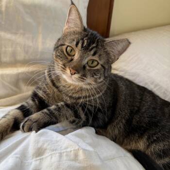 Remi -  Domestic Short Hair Cat for Adoption in Wichita, Kansas - Remi | PetCurious