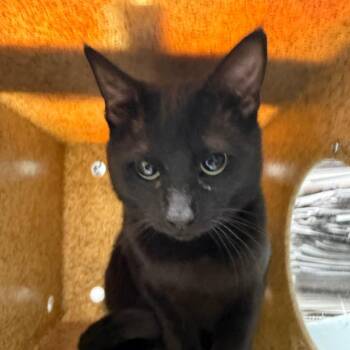 Domestic Short Hair Cats Available for Adoption in Philadelphia, Pennsylvania - LBC | PetCurious