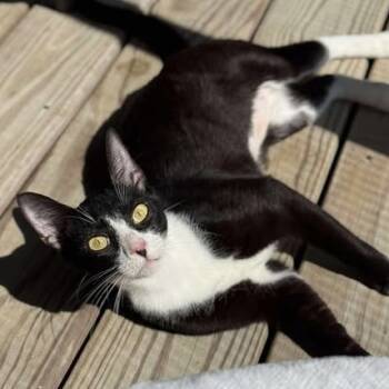 Rescue Domestic Short Hair Cats for Adoption in Freeport, Florida - Mulan | PetCurious
