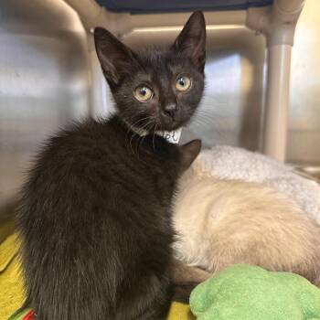 Toe -  Domestic Short Hair Cat for Adoption in Enfield, New Hampshire - Toe | PetCurious