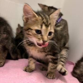 Jay Bilzerian -  Domestic Short Hair Cat for Adoption in Charleston, West Virginia - Jay Bilzerian | PetCurious