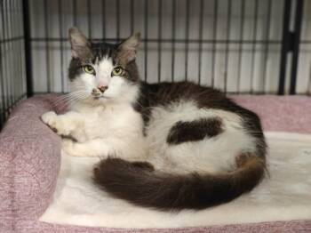 Domestic Long Hair Cats Available for Adoption - Marlin | PetCurious