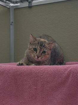 Rescue Domestic Medium Hair Cats for Adoption in Leesburg, Virginia - CALIENTE | PetCurious