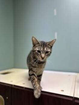 OLIVER -  Domestic Short Hair Cat for Adoption in Chillicothe, Ohio - OLIVER | PetCurious