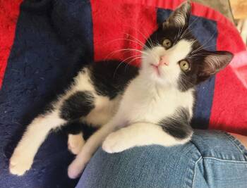 Rescue Domestic Short Hair Cats for Adoption in Stoughton, Wisconsin - Gio | PetCurious