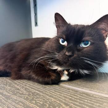 Jackdaw -  Domestic Long Hair Cat Available for Adoption in Asheville, North Carolina - Jackdaw | PetCurious