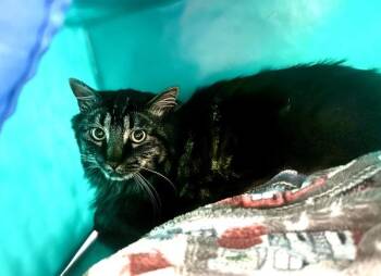 Pippin -  Domestic Long Hair Cat for Adoption in Sherwood, Oregon - Pippin | PetCurious