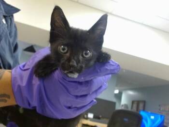 WILLOW -  Domestic Short Hair Cat for Adoption in Doral, Florida - WILLOW | PetCurious