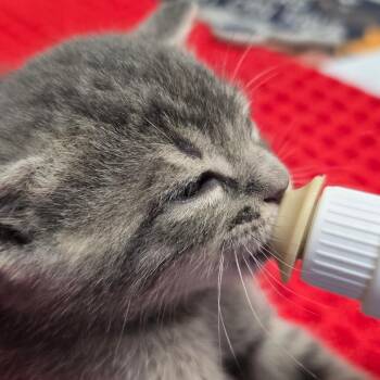 Snorfle -  Domestic Short Hair Cat for Adoption in East Hanover, New Jersey - Snorfle | PetCurious