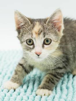 Maple is a rainbow treat 24/7 -  Torbie and Dilute Tortoiseshell Cat for Adoption in Bedford Hills, New York - Maple Is A Rainbow Treat 24/7 | PetCurious