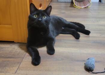 Rescue Domestic Short Hair Cats for Adoption in Manchester, Connecticut - Velvet | PetCurious