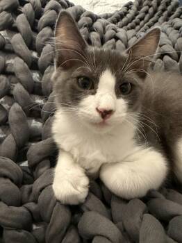 Flerff -  Domestic Medium Hair Cat for Adoption in Houston, Texas - Flerff | PetCurious