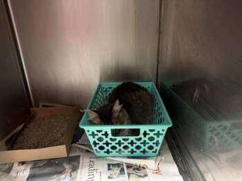 Domestic Short Hair Cats Available for Adoption - Finn | PetCurious