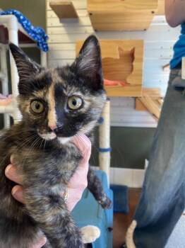 Banana -  Domestic Short Hair Cat for Adoption in Salinas, California - Banana | PetCurious
