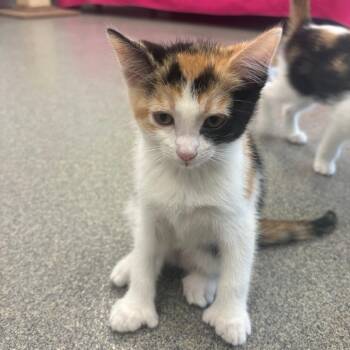 Iris -  Domestic Short Hair Cat for Adoption in Brockton, Massachusetts - Iris | PetCurious