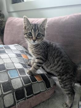 Cafe Kittens - Miso -  Domestic Short Hair Cat for Adoption in Leesburg, Virginia - Cafe Kittens - Miso | PetCurious