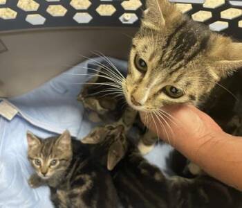 Mary -  Domestic Short Hair Cat for Adoption in Sacramento, California - Mary | PetCurious