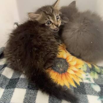 Domestic Short Hair Cats Available for Adoption in Columbus, Georgia - 5/28/2026-Stray-VeteransParkway-2 | PetCurious