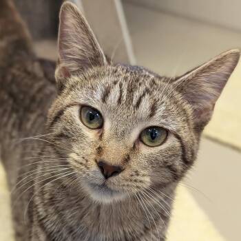 Pom Pom -  Domestic Short Hair Cat for Adoption in Jefferson, Wisconsin - Pom Pom | PetCurious