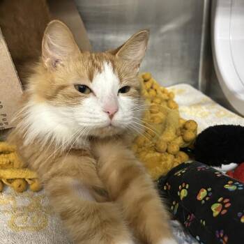 Domestic Medium Hair Cats Available for Adoption - Blossom (Holland Cat Cove) | PetCurious