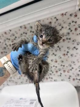 YELLOW -  Domestic Short Hair Cat for Adoption in Riverside, California - YELLOW | PetCurious