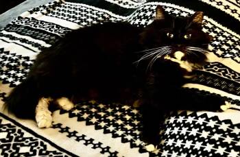 Domestic Long Hair Cats Available for Adoption - Gremlin | PetCurious