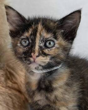 Imogene -  Domestic Short Hair and Tortoiseshell Cat for Adoption in Kennesaw, Georgia - Imogene | PetCurious