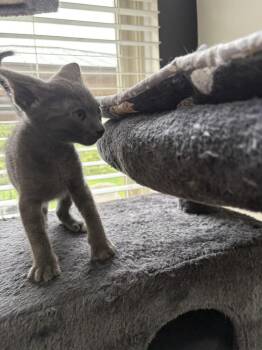 Domestic Short Hair Cats Available for Adoption - Cyrus | PetCurious