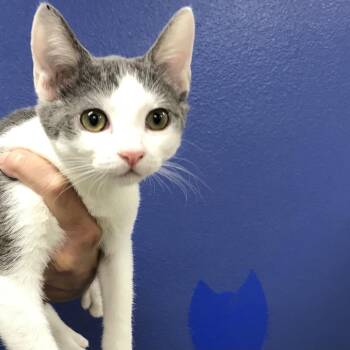 Domestic Short Hair Cats Available for Adoption in Los Angeles, California - Michael | PetCurious