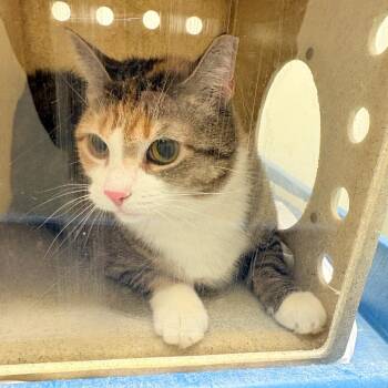 Domestic Short Hair Cats Available for Adoption in Philadelphia, Pennsylvania - Chatara | PetCurious