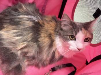 NALA -  Domestic Medium Hair Cat for Adoption in Loveland, Colorado - NALA | PetCurious