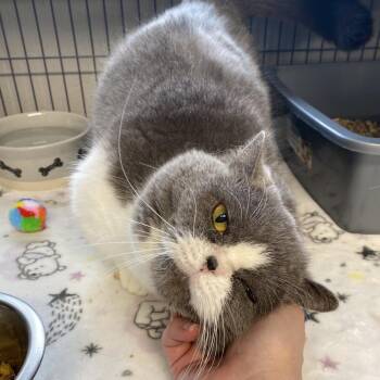 Munchkin Cats Available for Adoption - Fir | PetCurious