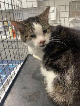 Shadow -  Domestic Short Hair Cat for Adoption in Sevierville, Tennessee - Shadow | PetCurious