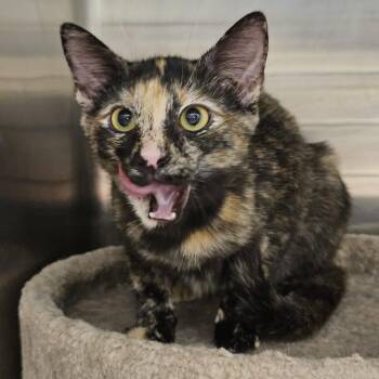 Wildfire -  Tortoiseshell Cat for Adoption in Richmond, Virginia - Wildfire | PetCurious