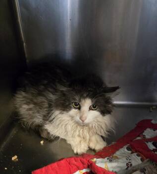 Domestic Long Hair Cats Available for Adoption in Windsor, Connecticut - Muppet Cobb | PetCurious