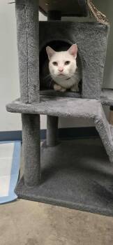 Rescue Domestic Short Hair Cats for Adoption in Roslyn, Washington - Sugar | PetCurious