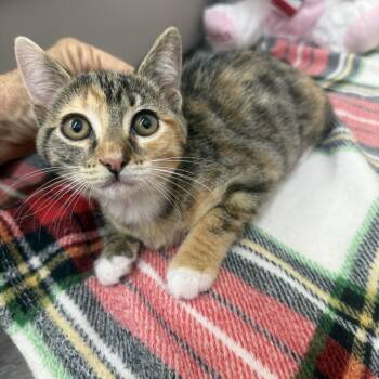 Bella -  Domestic Short Hair Cat for Adoption in Sonora, California - Bella | PetCurious