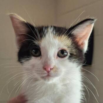 Domestic Short Hair Cats Available for Adoption in Zanesville, Ohio - Snow White | PetCurious