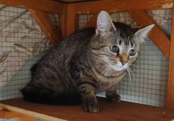 Domestic Short Hair Cats Available for Adoption in Saint Clairsville, Ohio - KiKi | PetCurious