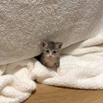 Zeppy 17 -  Domestic Short Hair Cat for Adoption in Austin, Texas - Zeppy 17 | PetCurious
