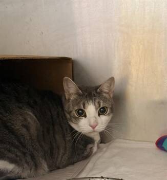 IRIS -  Domestic Short Hair Cat for Adoption in Fort Walton Beach, Florida - IRIS | PetCurious