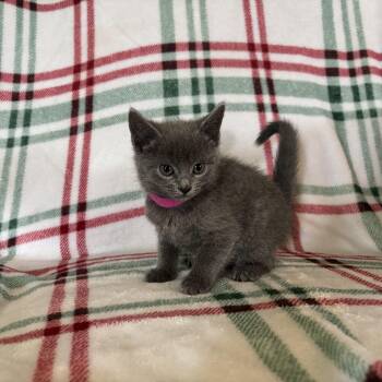 Madonna -  Domestic Short Hair Cat Available for Adoption in Houston, Texas - Madonna | PetCurious