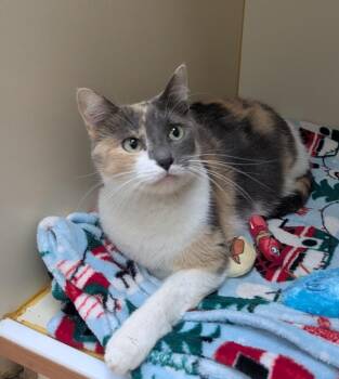 Mauve -  Domestic Short Hair Cat for Adoption in Little Rock, Arkansas - Mauve | PetCurious