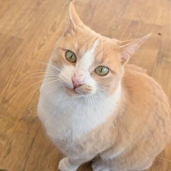 Domestic Short Hair Cats Available for Adoption - King Charles | PetCurious