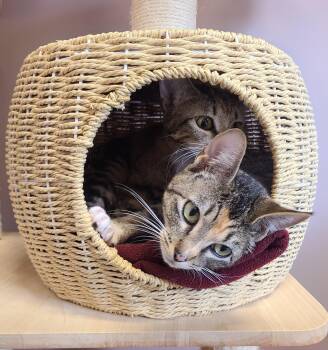 Camilla & Camry -  Domestic Short Hair Cat Available for Adoption in Kirkland, Washington - Camilla & Camry | PetCurious