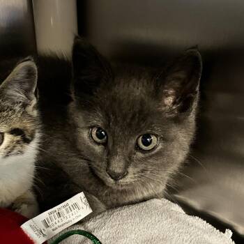 Sir Arlan of Pennytree -  Domestic Short Hair Cat for Adoption in Wilmington, Delaware - Sir Arlan Of Pennytree | PetCurious
