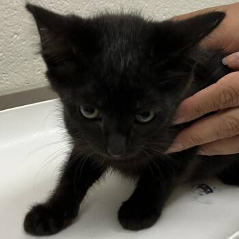 Fruity - Chow Hound Northland -  Domestic Short Hair Cat for Adoption in Grand Rapids, Michigan - Fruity - Chow Hound Northland | PetCurious