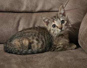 Lark -  Domestic Short Hair Cat for Adoption in Rochester, Indiana - Lark | PetCurious