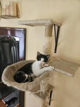 Bart -  Domestic Short Hair Cat for Adoption in West Mifflin, Pennsylvania - Bart | PetCurious